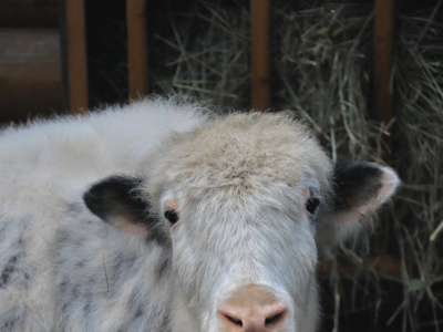 Фото Осенние каникулы в Ленинградском зоопарке